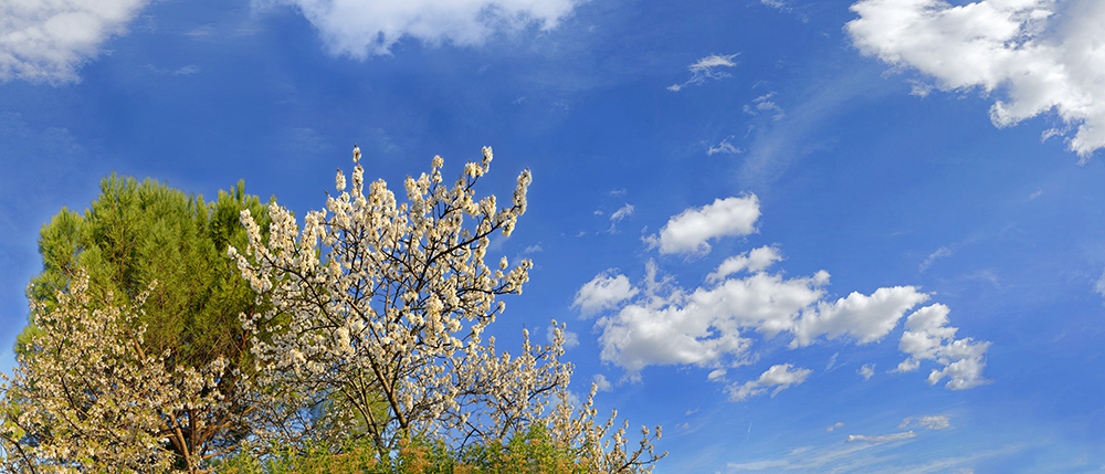 spring blossoms 03